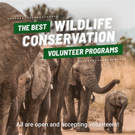 best wildlife volunteer abroad programs.